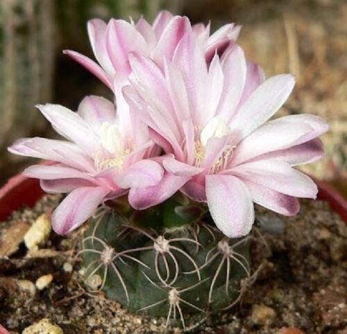 25 Gymnocalycium Variety Mix Cactus Seeds - Seed World