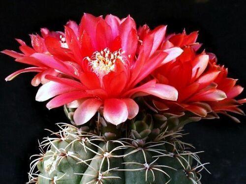 25 Gymnocalycium Variety Mix Cactus Seeds - Seed World