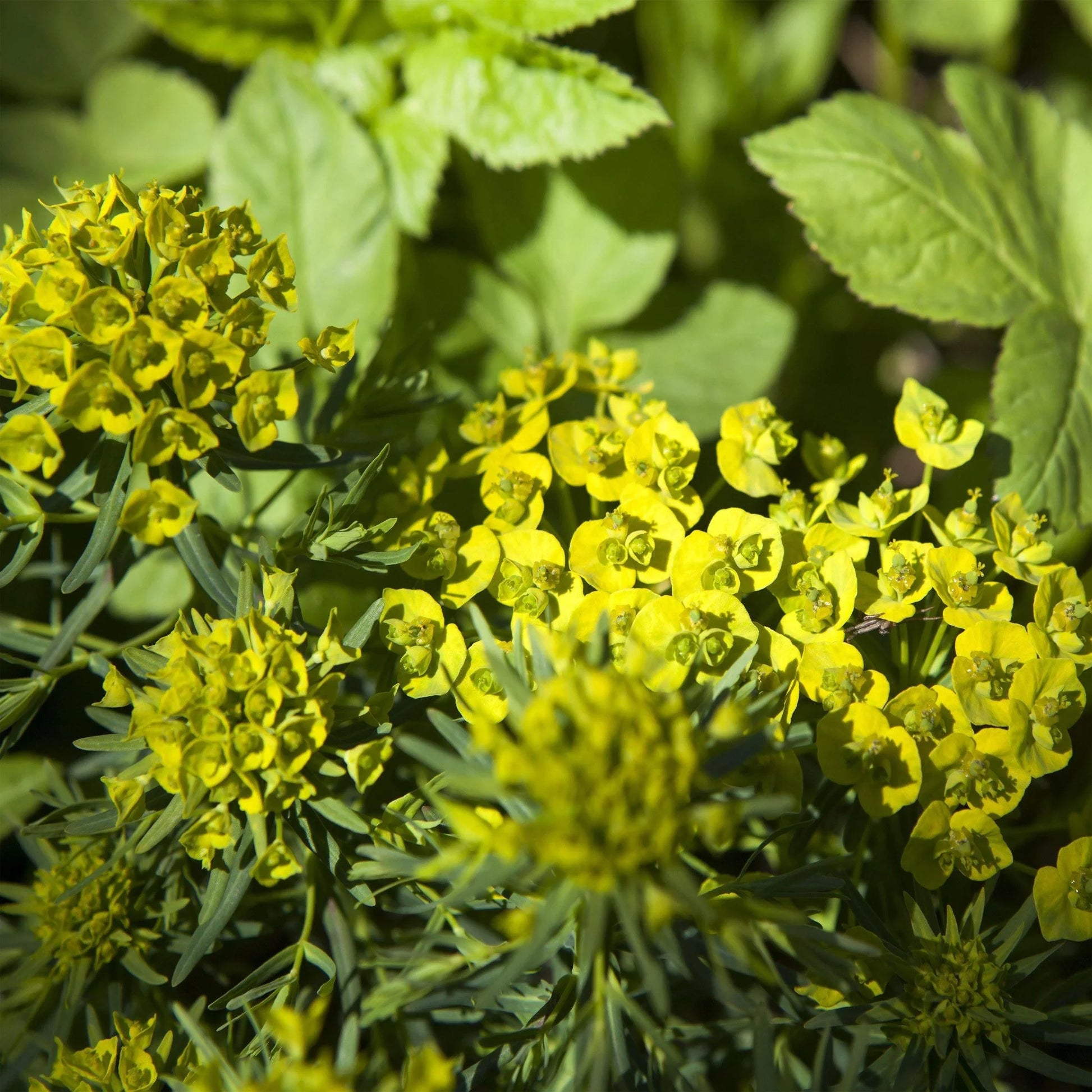 25 Hare's Ear - Bupleurum Rotundifolium Griffithlii Seeds - Seed World