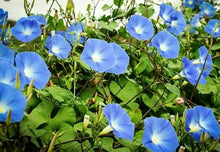 25 HEAVENLY BLUE MORNING GLORY SEEDS 15 ft CLIMBING VINES - Seed World