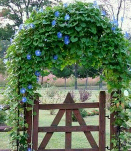 25 HEAVENLY BLUE MORNING GLORY SEEDS 15 ft CLIMBING VINES - Seed World