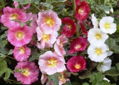 25 Hollyhock Single Mix Seeds - Seed World