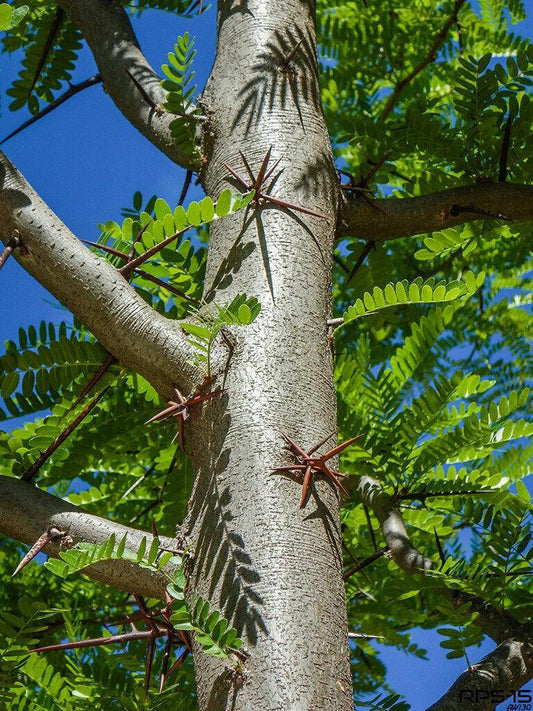 25 Honey Locust (Gleditsia Triacanthos) Seeds - Seed World