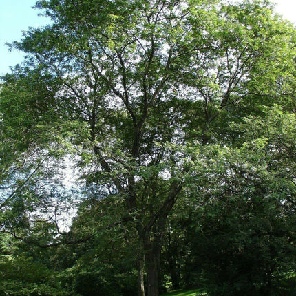 25 Honey Locust (Gleditsia Triacanthos) Seeds - Seed World