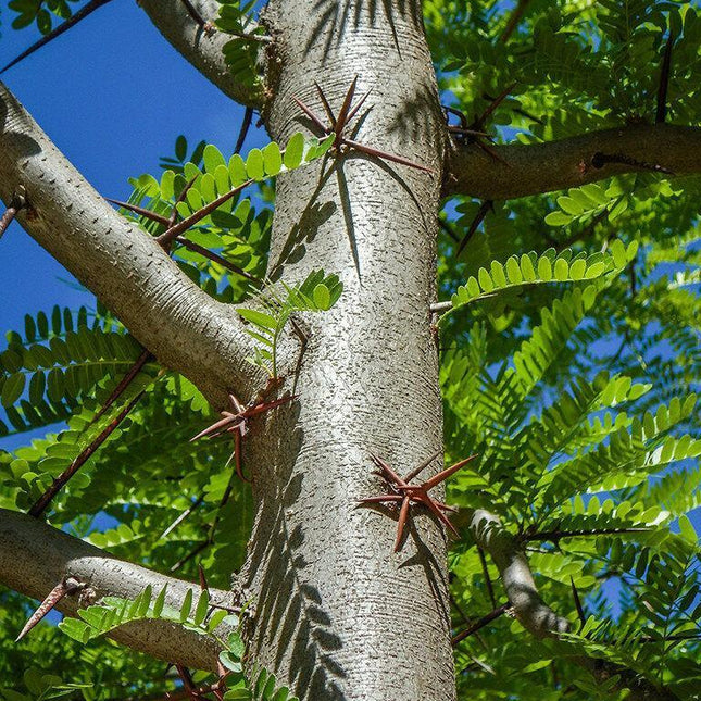 25 Honey Locust (Gleditsia Triacanthos) Seeds - Seed World