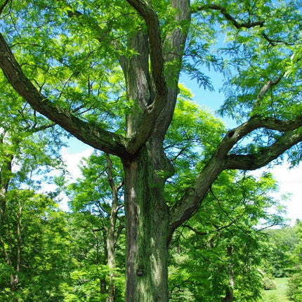 25 Honey Locust (Gleditsia Triacanthos) Seeds - Seed World