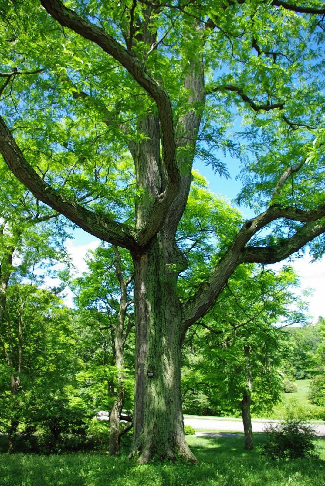 25 Honey Locust (Gleditsia Triacanthos) Seeds - Seed World