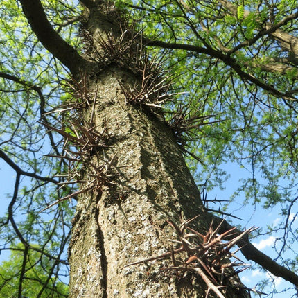 25 Honey Locust (Gleditsia Triacanthos) Seeds - Seed World