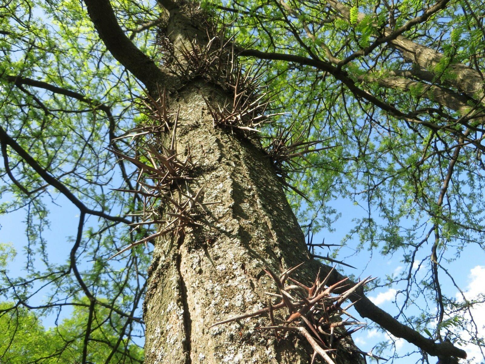 25 Honey Locust (Gleditsia Triacanthos) Seeds - Seed World