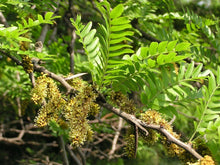 25 Honey Locust (Gleditsia Triacanthos) Seeds - Seed World