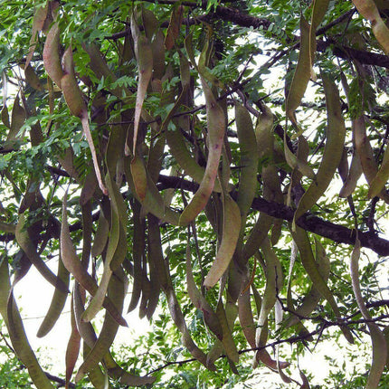 25 Honey Locust (Gleditsia Triacanthos) Seeds - Seed World