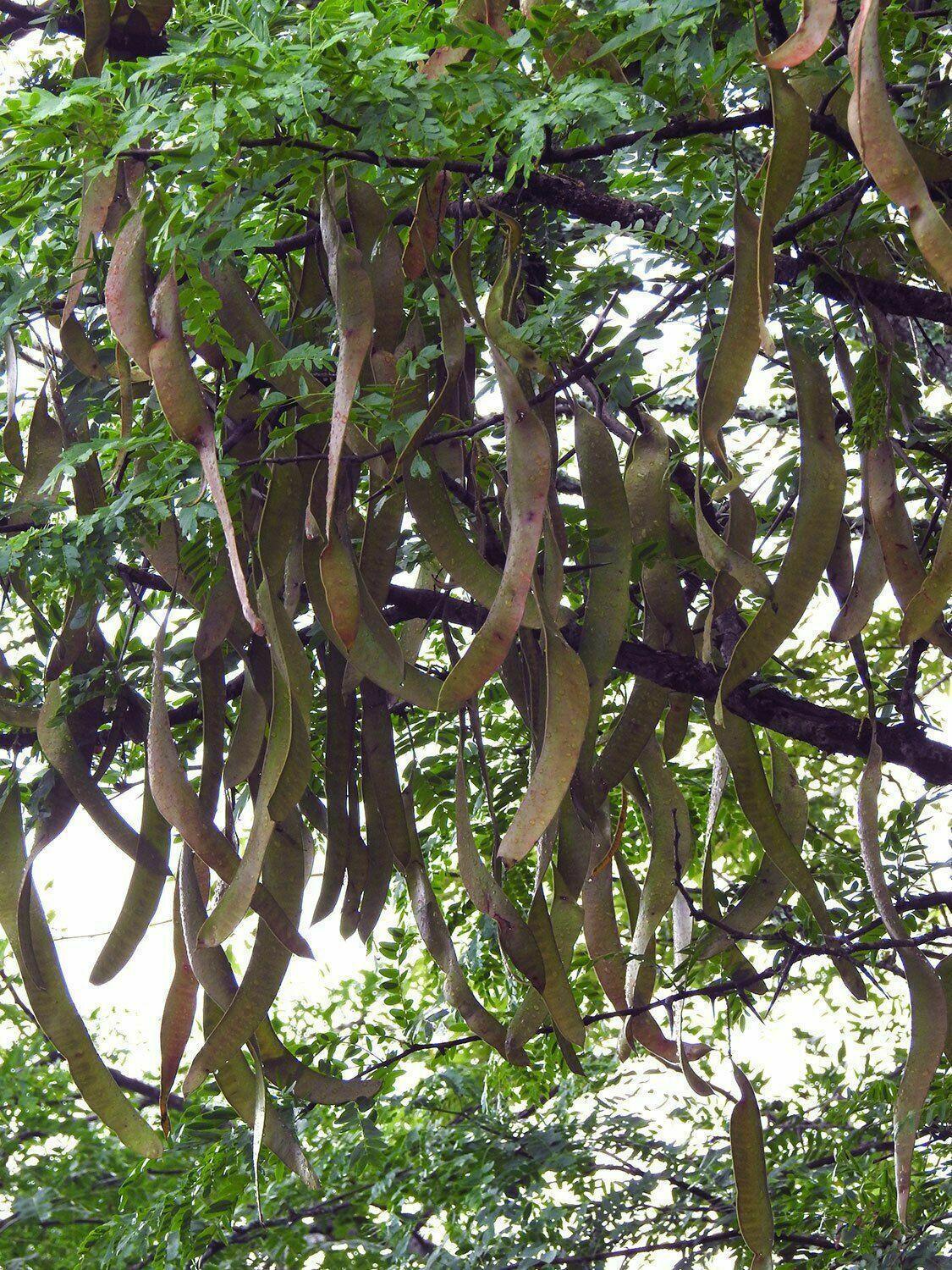 25 Honey Locust (Gleditsia Triacanthos) Seeds - Seed World