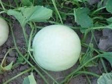 25 Honeydew Melon Seeds | NON-GMO - Seed World