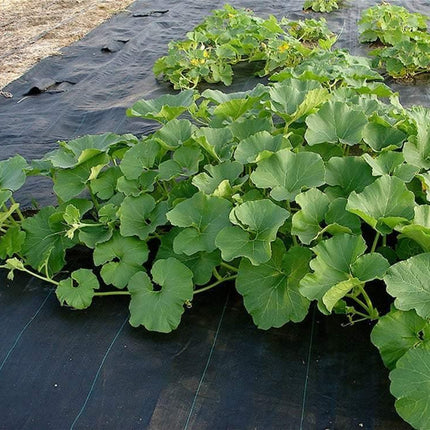 25 Honeydew Melon Seeds | NON-GMO - Seed World