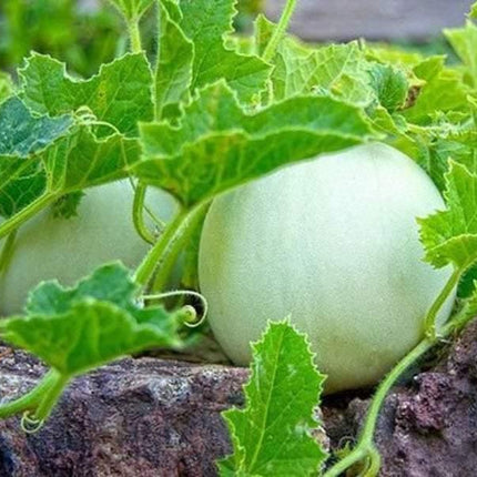 25 Honeydew Melon Seeds | NON-GMO - Seed World