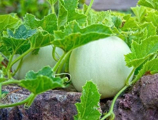 25 Honeydew Melon Seeds | NON-GMO - Seed World