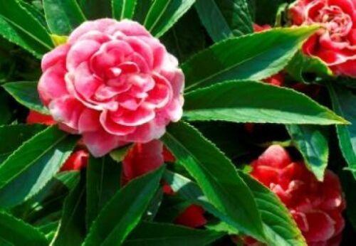 25 Impatiens Bush Flower Seeds - Seed World