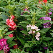 25 Impatiens Bush Flower Seeds - Seed World