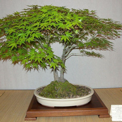 25 Japanese Maple Tree Seeds - Seed World