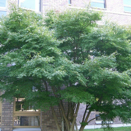 25 Japanese Maple Tree Seeds - Seed World