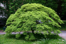 25 Japanese Maple Tree Seeds - Seed World