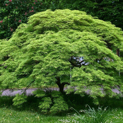 25 Japanese Maple Tree Seeds - Seed World