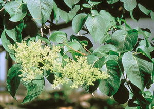 25 Japanese Tree Lilac (Syringa Reticulata) Seeds - Seed World