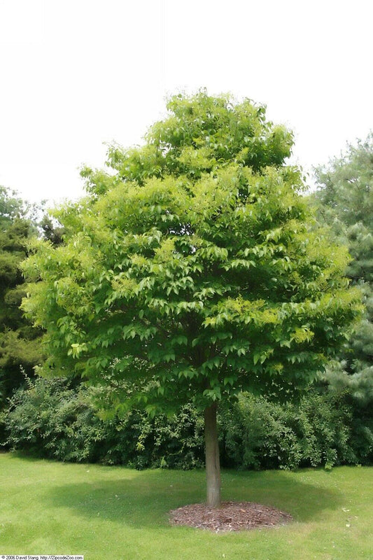 25 Japanese Tree Lilac (Syringa Reticulata) Seeds - Seed World