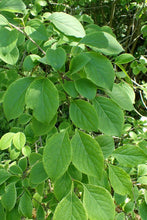 25 Japanese Tree Lilac (Syringa Reticulata) Seeds - Seed World
