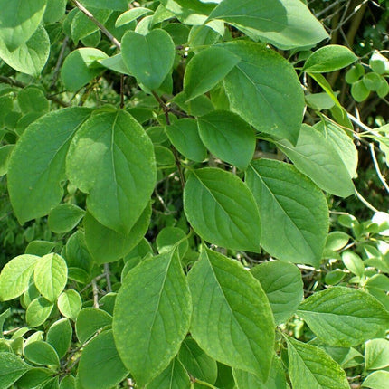 25 Japanese Tree Lilac (Syringa Reticulata) Seeds - Seed World