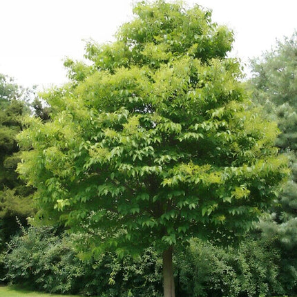 25 Japanese Tree Lilac (Syringa Reticulata) Seeds - Seed World