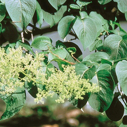 25 Japanese Tree Lilac (Syringa Reticulata) Seeds - Seed World