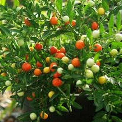 25 Jerusalem Cherry Seeds - Seed World