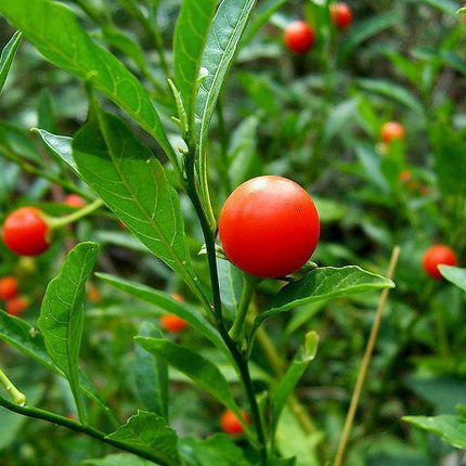 25 Jerusalem Cherry Seeds - Seed World