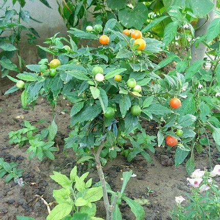 25 Jerusalem Cherry Seeds - Seed World