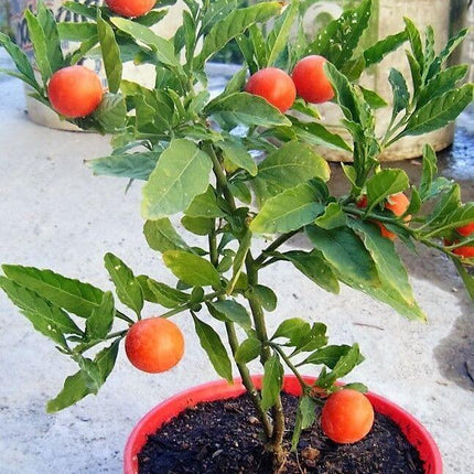 25 Jerusalem Cherry Seeds - Seed World