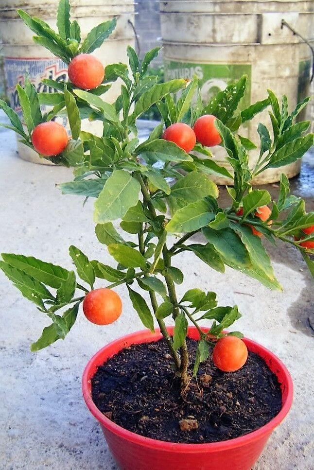 25 Jerusalem Cherry Seeds - Seed World