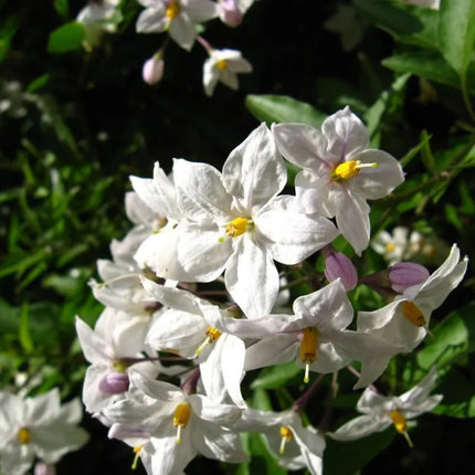 25 Jerusalem Cherry Seeds - Seed World