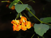 50 Jewelweed | Impatiens Capensis Seeds - Seed World