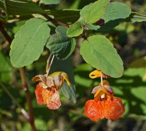 50 Jewelweed | Impatiens Capensis Seeds - Seed World