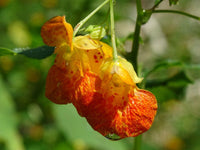 50 Jewelweed | Impatiens Capensis Seeds - Seed World