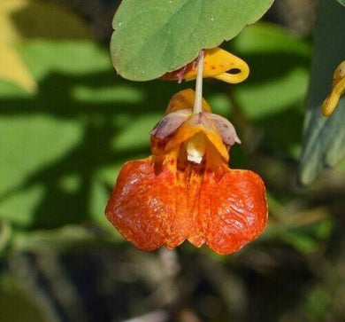 50 Jewelweed | Impatiens Capensis Seeds - Seed World