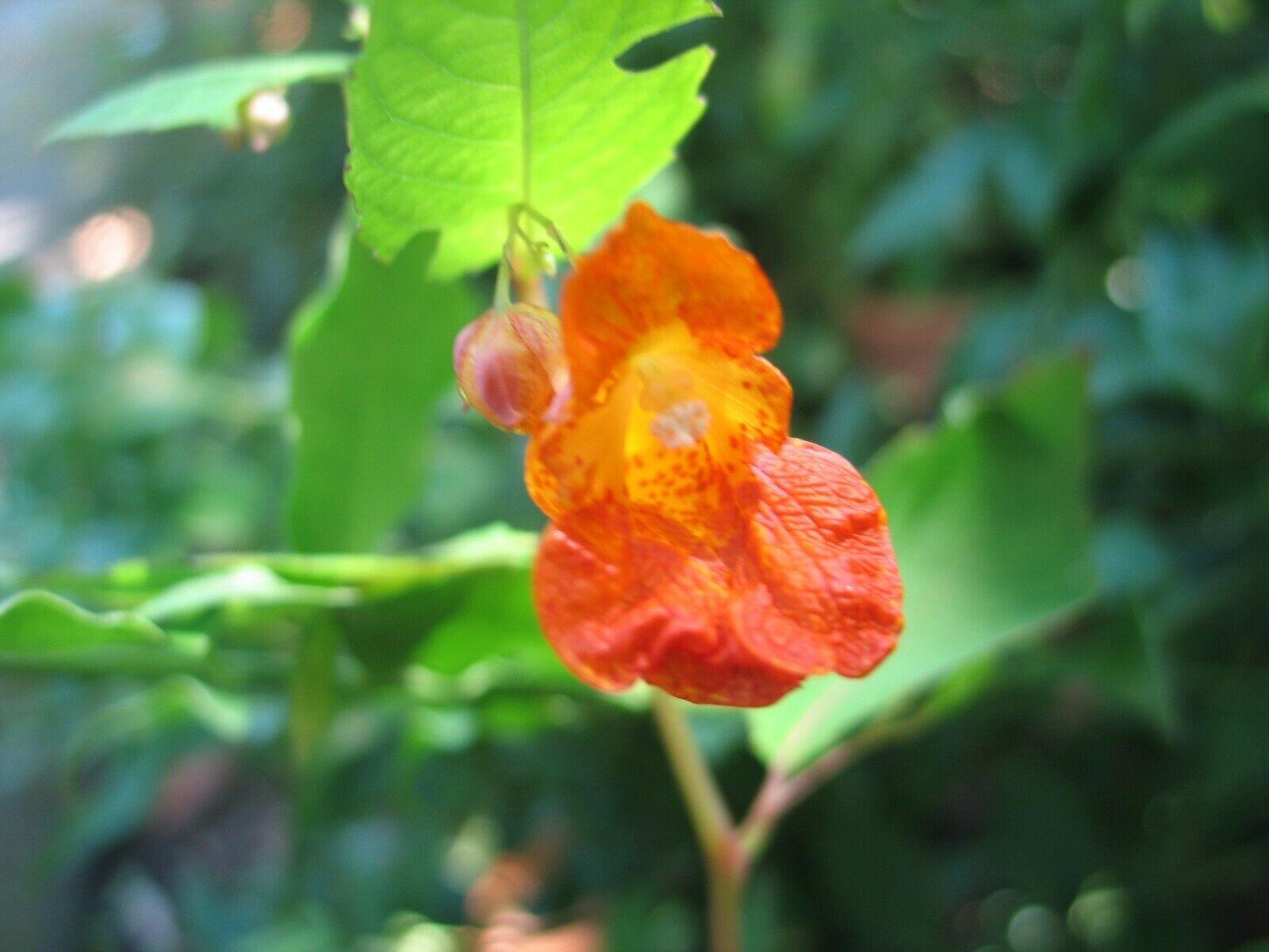 50 Jewelweed | Impatiens Capensis Seeds - Seed World