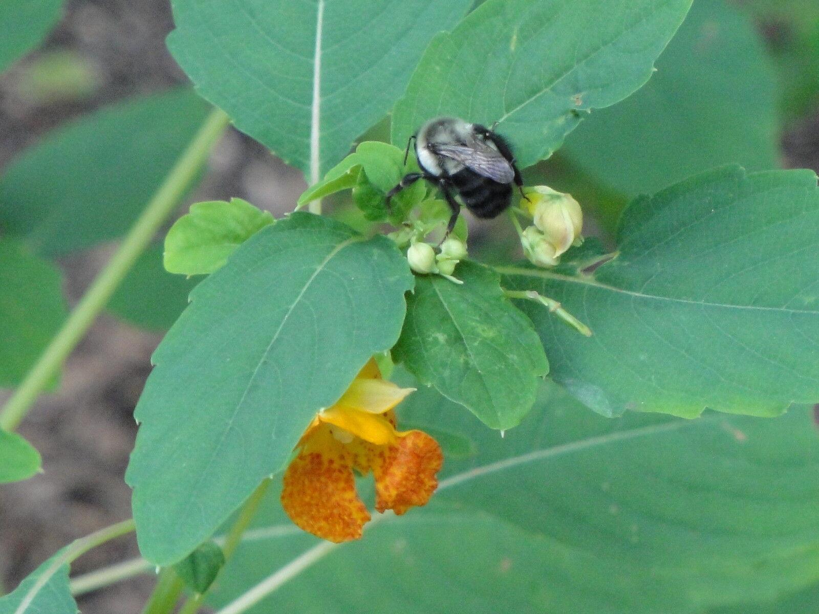 50 Jewelweed | Impatiens Capensis Seeds - Seed World