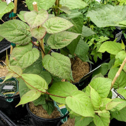 25 Kiwi Fruit Seeds – Actinidia deliciosa - Seed World