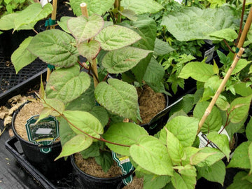 kiwi plant from seed 25 Kiwi Fruit Seeds (Actinidia deliciosa) – Seed World