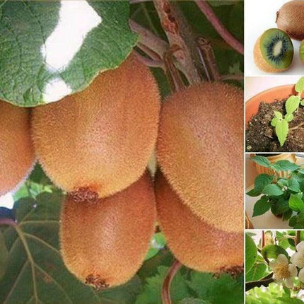25 Kiwi Fruit Seeds – Actinidia deliciosa - Seed World