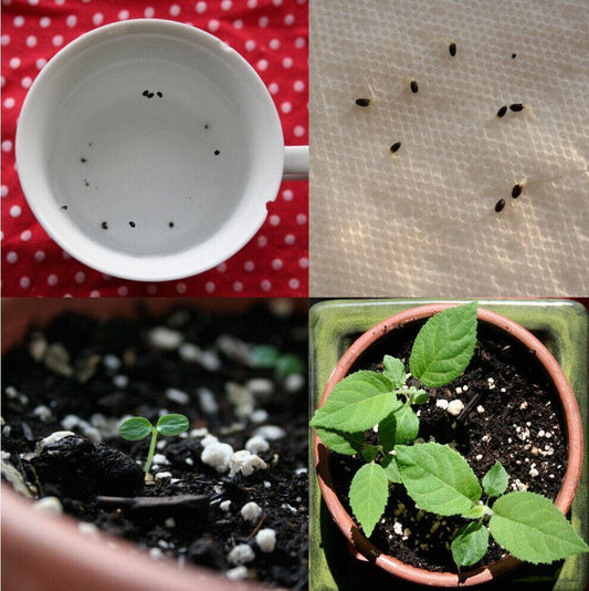 25 Kiwi Fruit Seeds – Actinidia deliciosa - Seed World