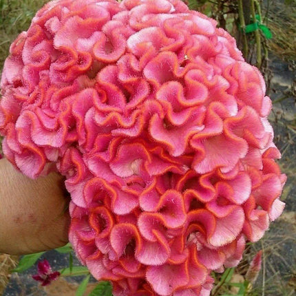 25 Light Pink Brain Celosia Seeds - Seed World