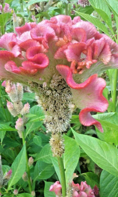 25 Light Pink Brain Celosia Seeds - Seed World